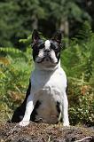 BOSTON TERRIER 029